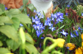 cane gatto piante pericolose problemi patologie