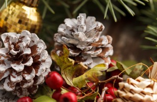 piante natalizie simbolo del natale