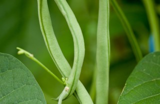 fagiolini proprietà benefici ortaggi verdure