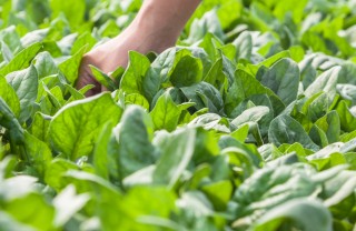 spinaci-coltivazione