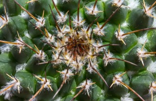 Mamillaria-piante