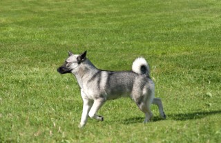 Norsk Buhund cane descrizione