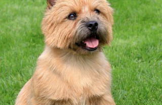 Norwich Terrier, cane, descrizione Norwich Terrier, cane, descrizione