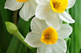 narciso-fiori-pianta