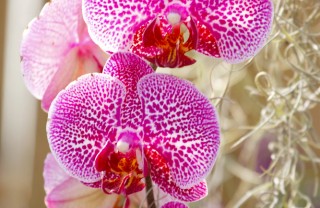 orchidea fiore pianta deodorante tonificante orchidea fiore pianta deodorante tonificante