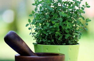 origano-pianta-consigli