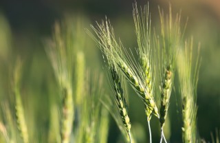 orzo frumento salute