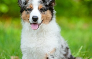 pastore australiano cane descrizione