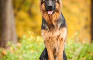 cane da pastore tedesco