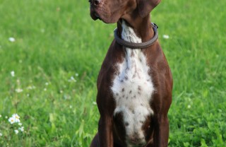 Pointer inglese Pointer inglese