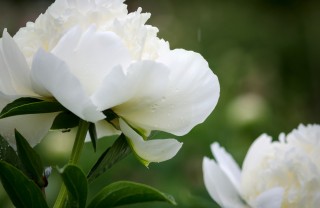 peonia-fiori