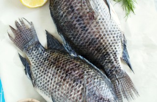 pesce consigli fresco allevato congelato suggerimenti pesce consigli fresco allevato congelato suggerimenti