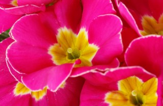 primula rimedi curativi piante salute primula rimedi curativi piante salute
