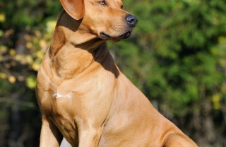 Ridgeback rhodesiano