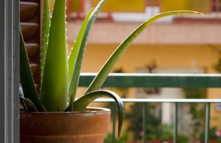 anti zanzare rimedi aloe vera casa