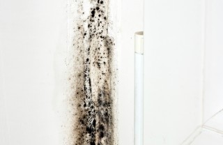 Rimedi naturali contro la muffa