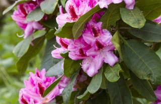 rododendro-fiori-piante