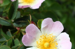 rosa canina selvatica tisane virtù