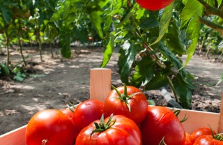 pomodoro proprietà varietà benefici pomodoro proprietà varietà benefici