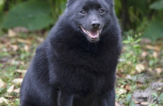 Schipperke