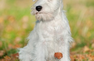 Schnauzer medio Schnauzer medio