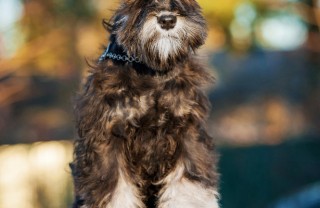 Schnauzer nano Schnauzer nano