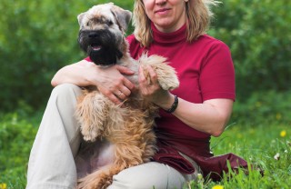 Soft-coated Wheaten Terrier 