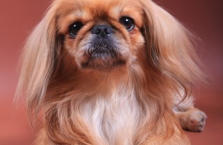 Spaniel tibetano