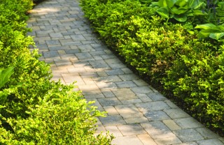 siepi-decorazione-giardino