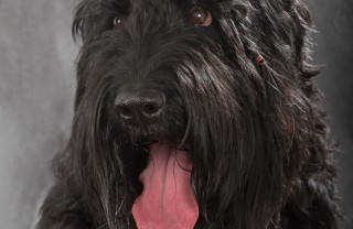 Terrier nero russo