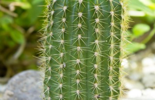 Trichocereus-cactus-piante grasse