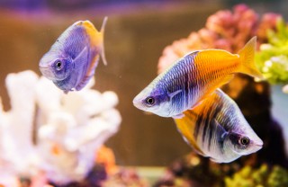 acquario, in, casa, pesci acquario, in, casa, pesci