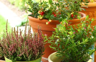 Un orto nel terrazzo