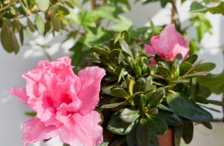 azalea-arbusto-pianta