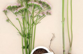 valeriana tisane salute infusi erba calmante
