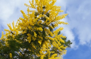 mimosa-pianta-giardino