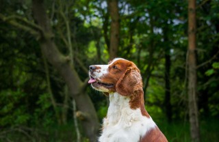 Welsh Springer Spaniel Welsh Springer Spaniel