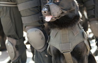 cane forze speciali