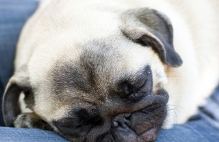 Cane che dorme