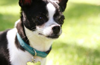 targhetta cane cucciolo nome