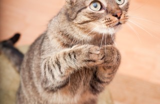 gatto nero