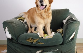 cane, distrugge comportamento, abitudine