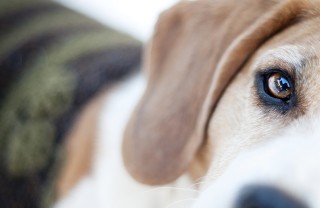 padrone, cane, rapporto padrone, cane, rapporto