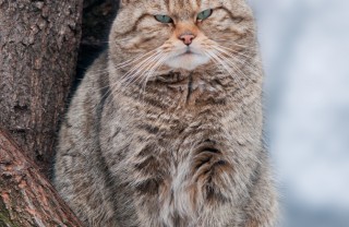 micio, selvatico, incontrollabile