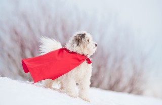 super cane super cane