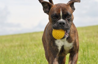 cani, gioco, giocattoli,sicurezza,animali,gioco di animali