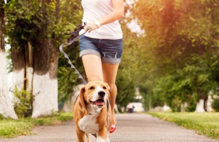 cane jogging moto salute benessere