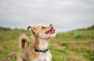 cani, piccola taglia, gestione, cura, chihuahua