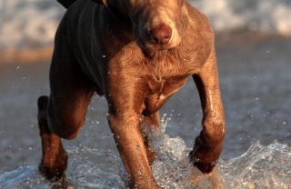 animale, domestico, cane, vacanze