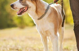 cane, guinzaglio,